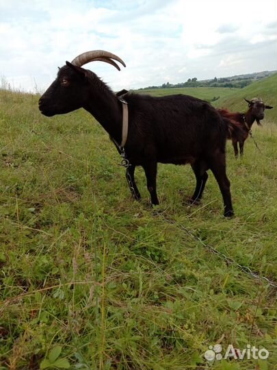 Козлы. Дойные козы