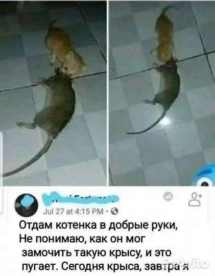 Котята в добрые руки