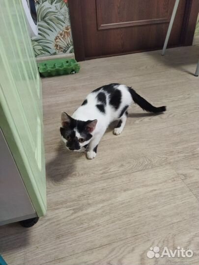 Кошки в добрые руки