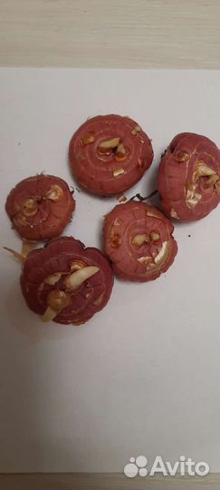 Гладиолусы луковицы