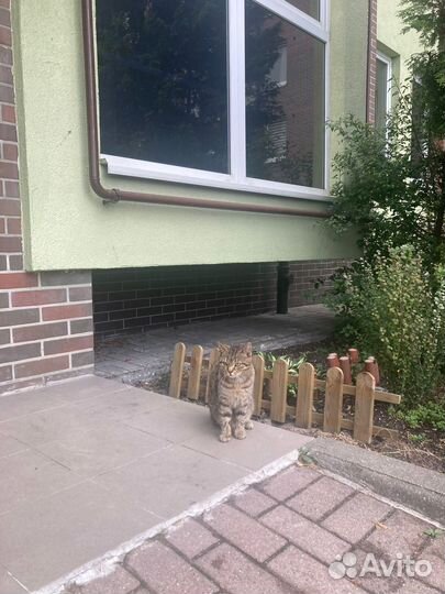 Молодой кот ищет дом