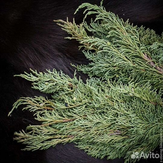 Веники можжевеловые