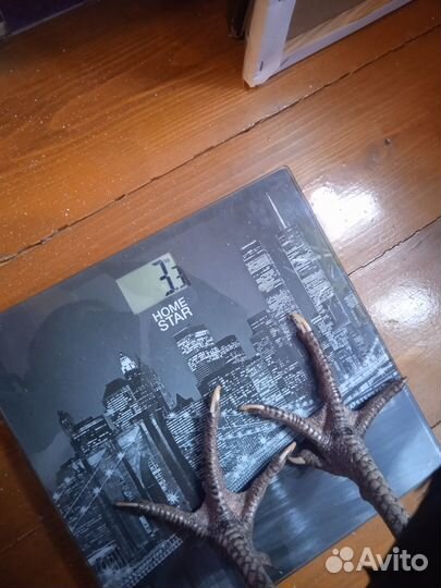 Петушки породы Дакан (Куланг)