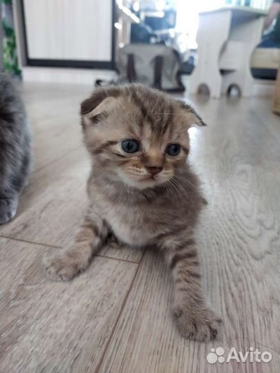 Шотландские котята