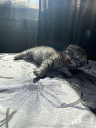Кошки породистые