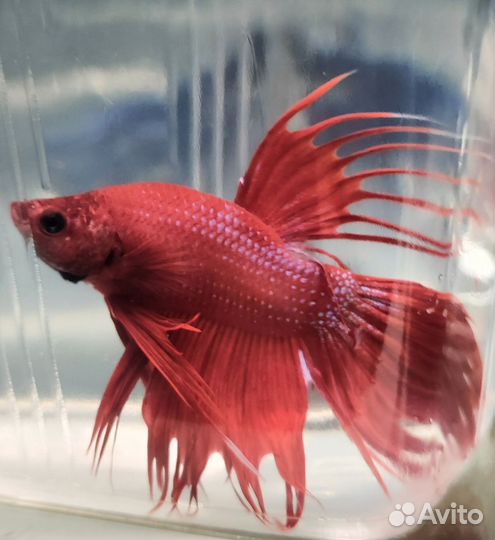 Рыбка петушок