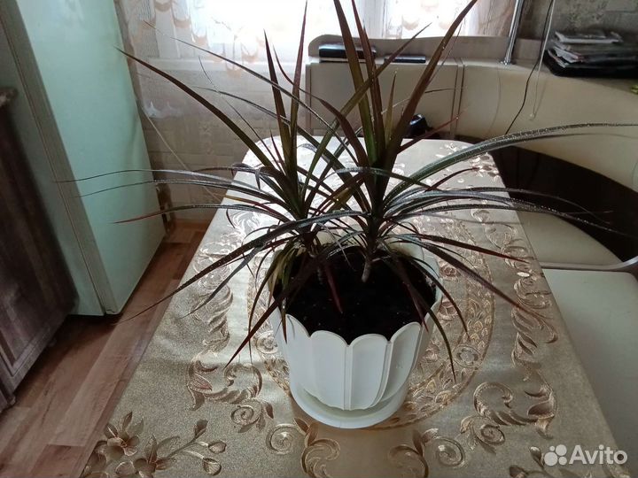Комнатные цветы
