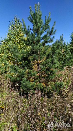 Саженцы сосны ёлки рябины березы и т д