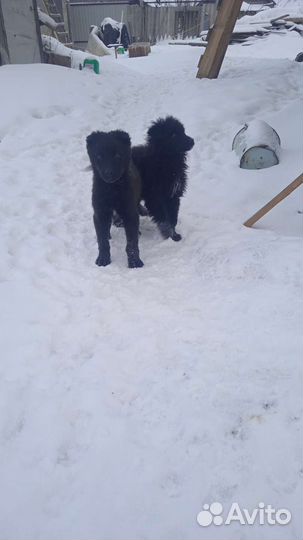 Собака в добрые руки щенок