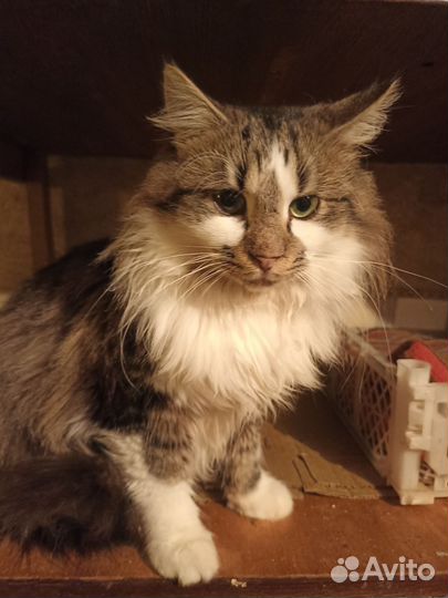 Котик Кузя ищет дом