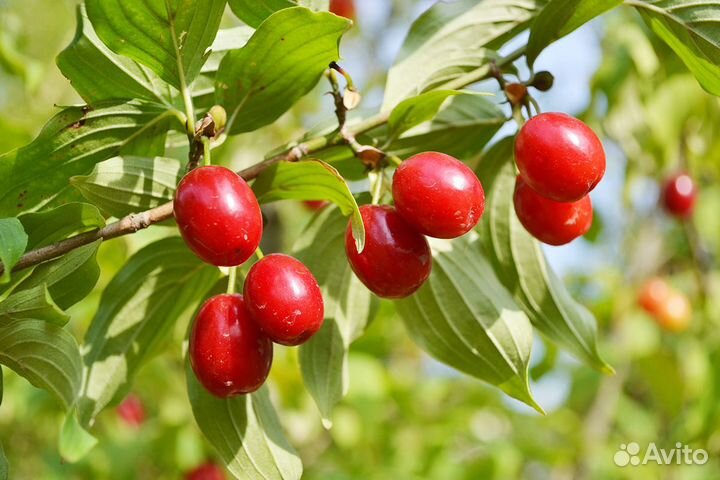 Кизил (дерен), редкие виды, семена