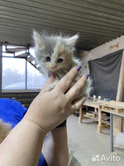 Котята в добрые руки бесплатно