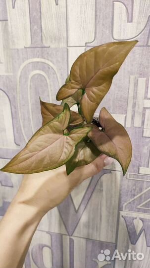 Спорт от Синга Ред Спот триколор