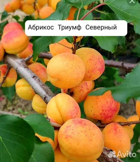Абрикос,саженцы