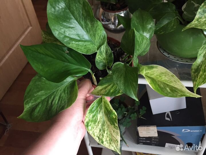 Филодендрон,монстера альба и др комнатные растения