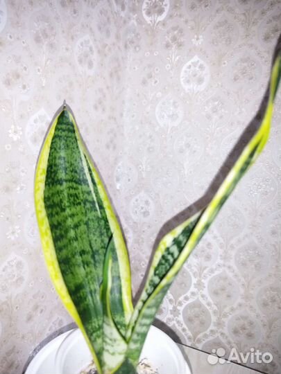 Сансевиерия лауренти компакта