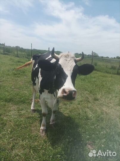 Корова высокоудойная