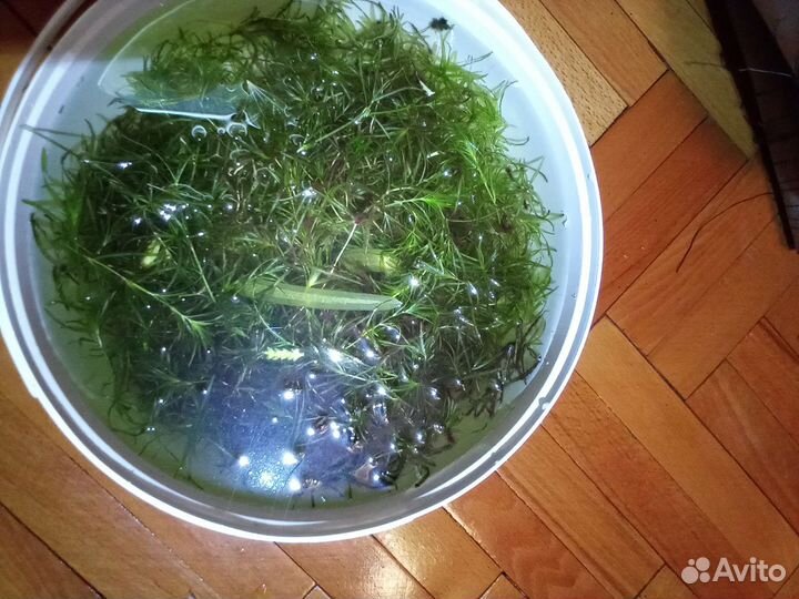 Аквариумные растения