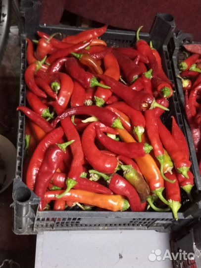 Перец острый, пикантный, Чили
