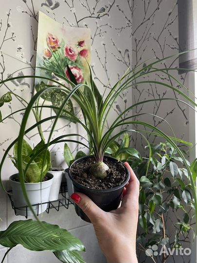 Пальма нолина