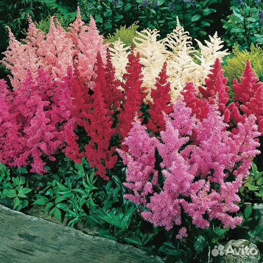 Астильба микс. в горшке 3л
