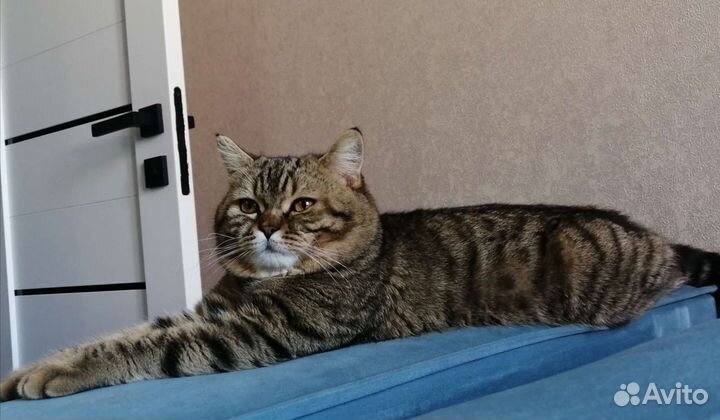 Кот шотландец вязка