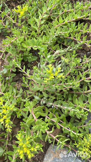 Многолетние садовые растения