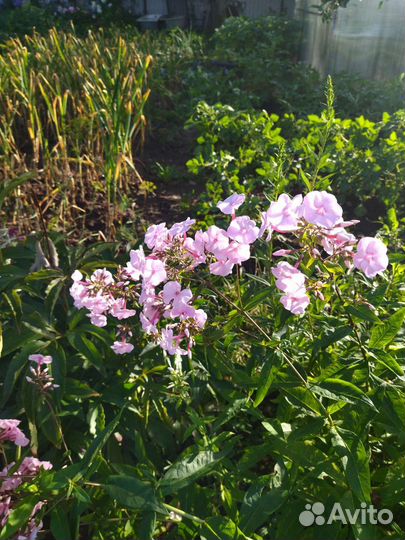 Флоксы многолетние (саженцы)