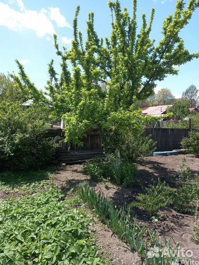 Саженцы сливы жёлтой