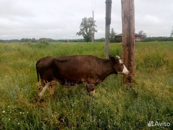 Продам корову
