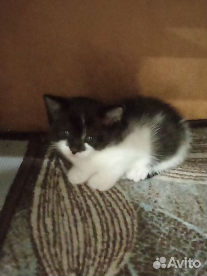 Отдам котенка в добрые руки