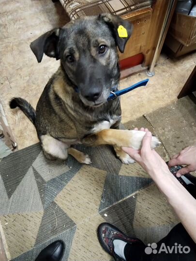 Собачка в дом