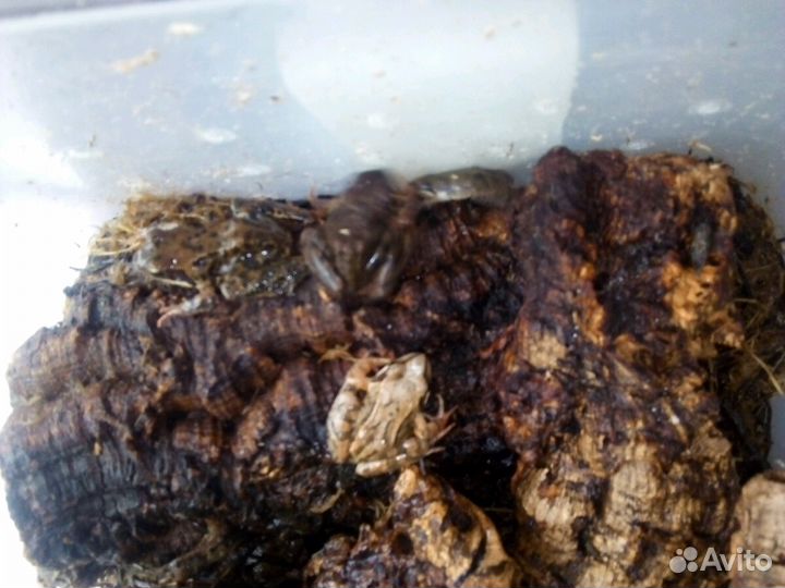 Лягушки заморозка