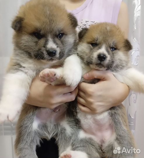 Щенки акитаину