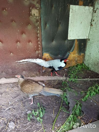 Фазаны серебряные, золотые, лимоные