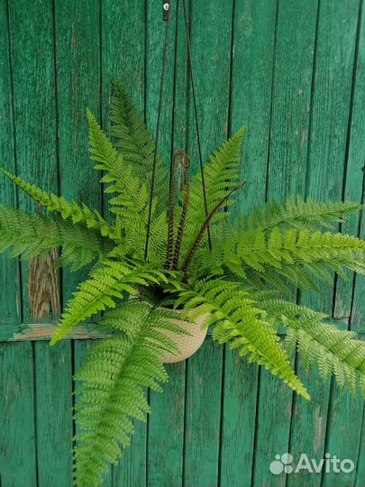 Папоротник