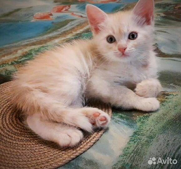 Котята мальчики