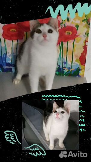 Котенок в добрые руки