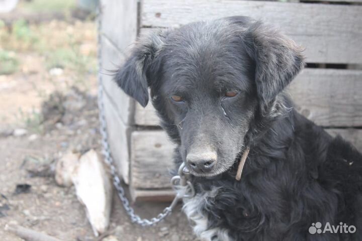 Собака в добрые руки