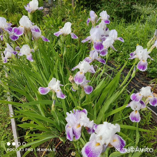 Ирисы.Дороникум.птицемлечни.хосты.манжетка.гейхера