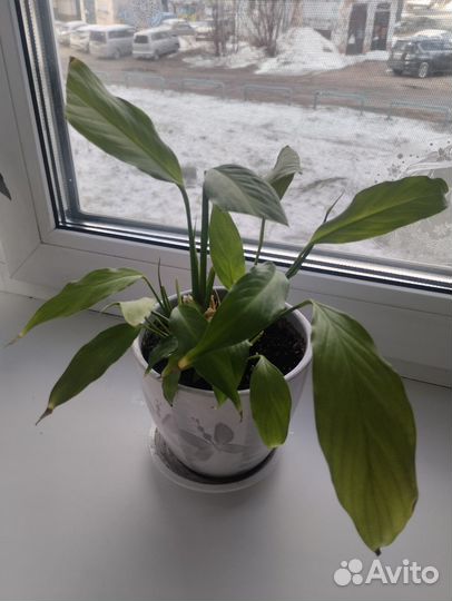 Спатифиллум