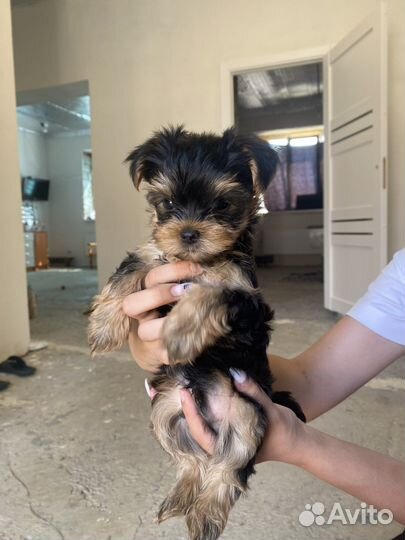 Йоркширский терьер