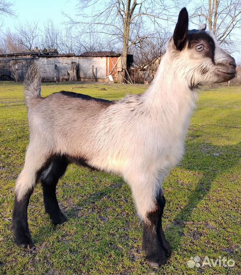 Козлята чп альпийские, коза и козел