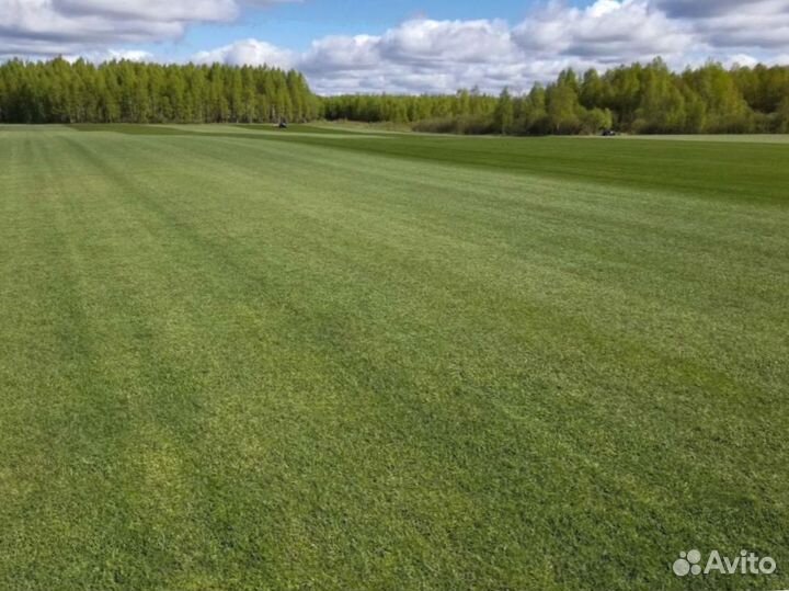 Рулонный газон 