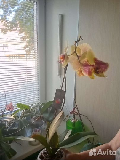 Орхидея фаленопсис