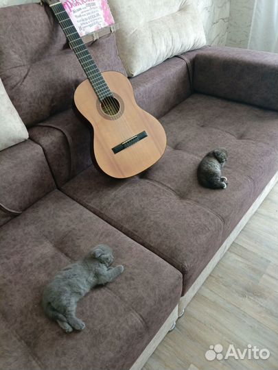 Продам Шотландских вислоухих котят