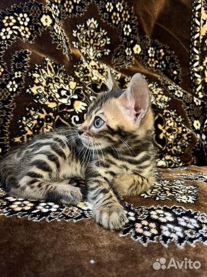 Бенгальский котенок