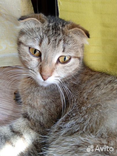 Котёнок и кошечка в добрые руки