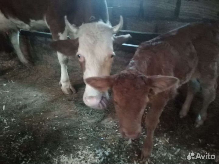 Корова с теленком