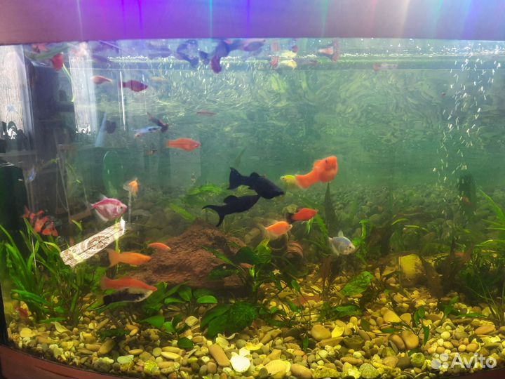 Аквариум